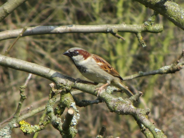 Male house sparrow. Courtesy of Chris Foster
