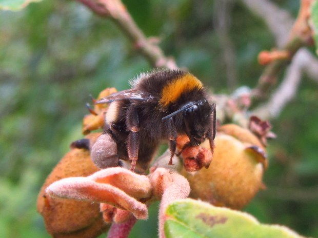Buff-tailed bumblebee. Courtesy of Chris Foster.