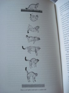 Bradshaw's diagram of a cat landing on its feet.